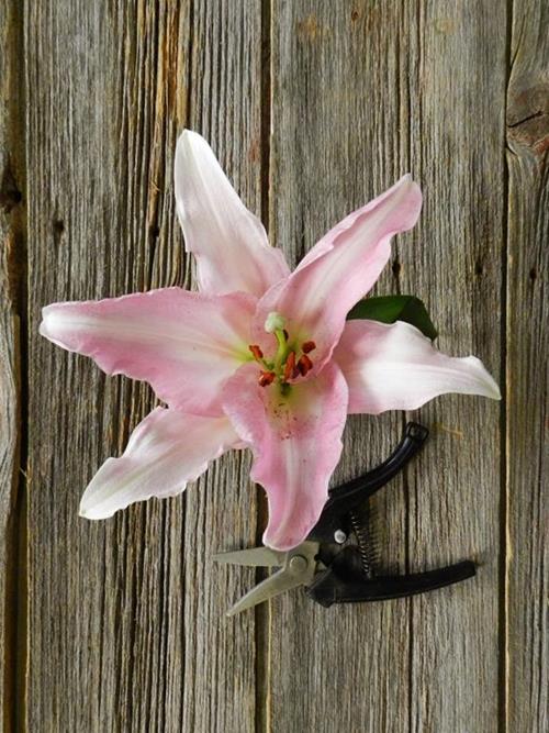 TABLE DANCE  PINK OT HYBRID ORIENTAL LILIES